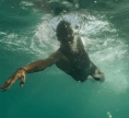 Combinaison sans manche Athlex Swimskin homme - ORCA
